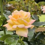 rose