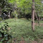 komaba forest