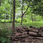 komaba forest