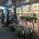 asagao matsuri