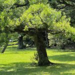 jardin hama-rikyu