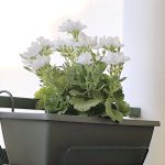 pelargonium
chez bruno